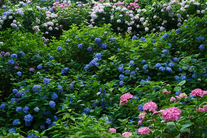 奈良 矢田寺 紫陽花（見頃・後編） 2015 ／ OLYMPUS OM-D E-M1 - お写ん歩